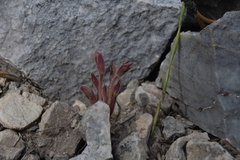 Aphyllon fasciculatum