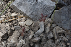 Aphyllon fasciculatum