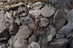 Aphyllon fasciculatum