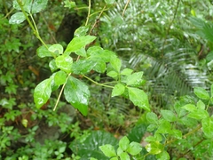 Eleutherococcus trifoliatus