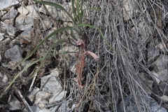 Aphyllon fasciculatum