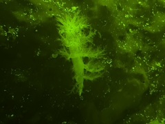 Dendronotus iris