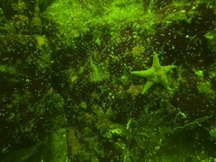 Dermasterias imbricata