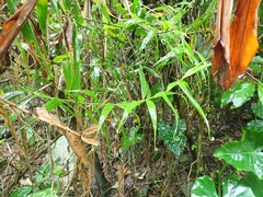 Flagellaria indica