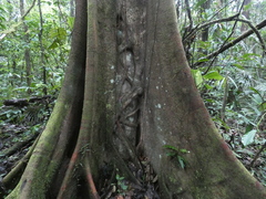 Ficus dendrocida