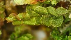 Lophocolea heterophylla