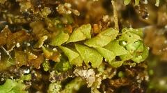 Lophocolea heterophylla