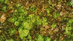 Lophocolea heterophylla