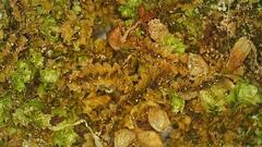 Lophocolea heterophylla