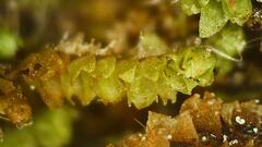 Lophocolea heterophylla