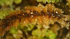 Lophocolea heterophylla