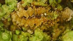 Lophocolea heterophylla