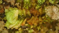 Lophocolea heterophylla