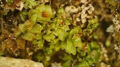 Lophocolea heterophylla