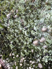 Cladonia peziziformis