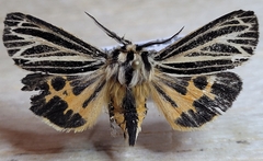 Apantesis virguncula