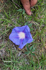 Ipomoea pubescens