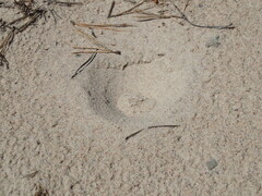 Myrmeleon formicarius