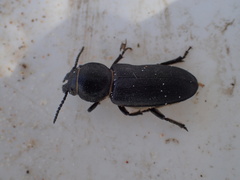 Spondylis buprestoides