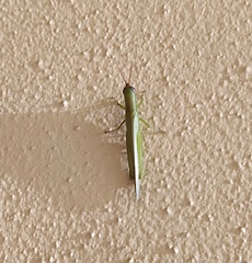 Stenacris vitreipennis