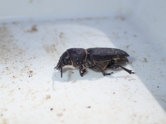 Spondylis buprestoides