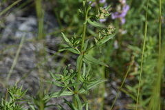 Galium boreale