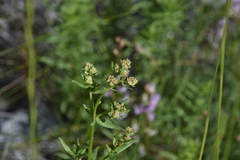Galium boreale