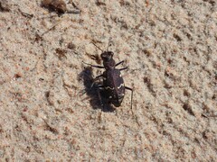 Cicindela sylvatica