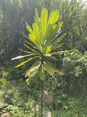 Cespedesia