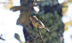 Empidonax fulvifrons