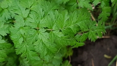 Anthriscus sylvestris