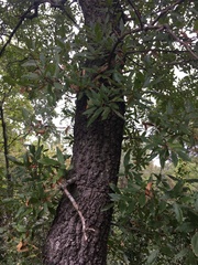 Quercus trojana