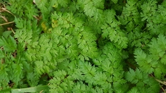 Anthriscus sylvestris