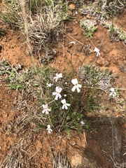 Jamesbrittenia filicaulis