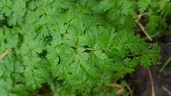 Anthriscus sylvestris