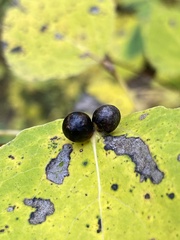 Harmandiola tremulae
