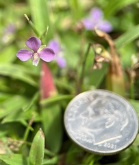 Murdannia keisak