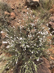 Eriocephalus ericoides