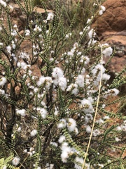 Eriocephalus ericoides