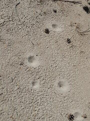 Myrmeleon formicarius