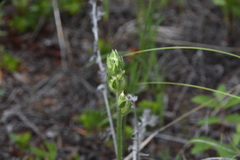 Oxytropis sericea