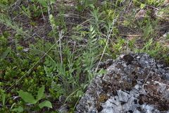 Oxytropis sericea