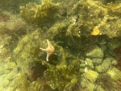 Dermasterias imbricata