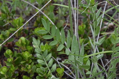 Oxytropis sericea