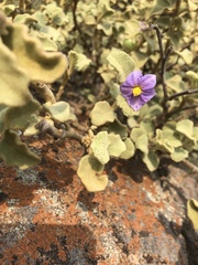 Solanum tomentosum