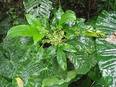 Melicope semecarpifolia