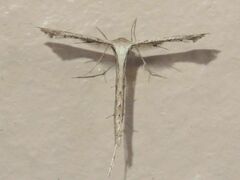 Stenoptilodes taprobanes