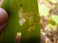 Parallelomma vittatum