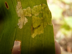 Parallelomma vittatum