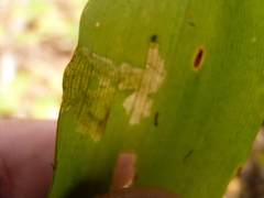 Parallelomma vittatum